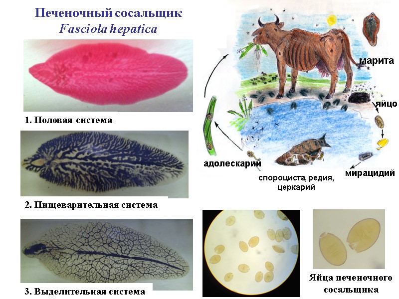 Печеночный сосальщик Fasciola hepatica 1. Половая система 2. Пищеварительная система 3. Выделительная система Яйца